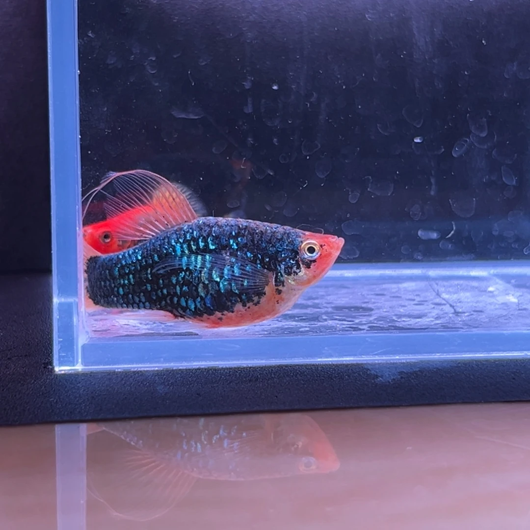 孔雀鱼 月光球c一对