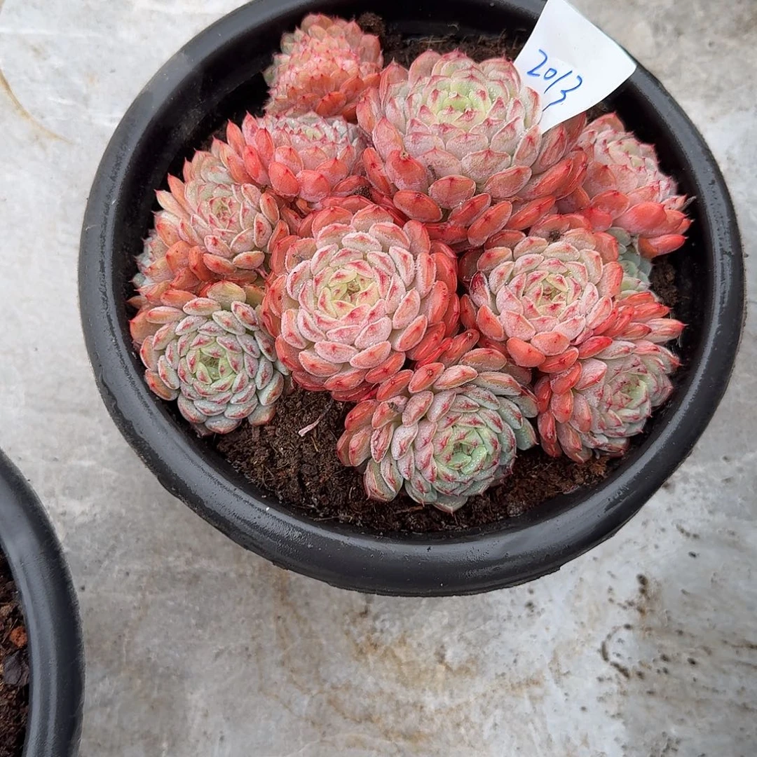 艳****2013白胖子多肉植物