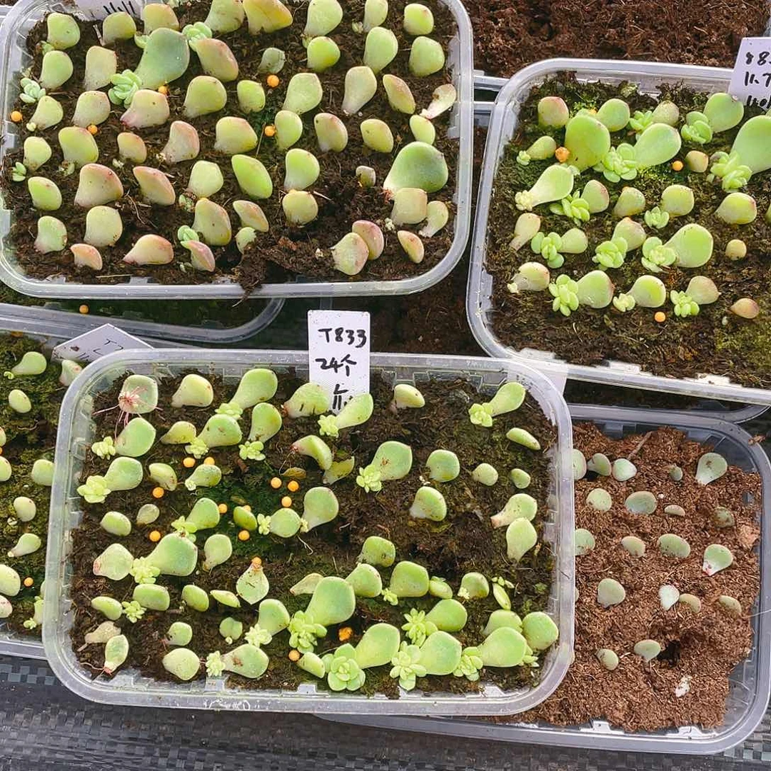 883 芝麻苗一个满25包邮