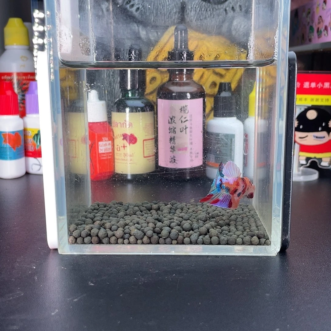 斗鱼37号103早糖果