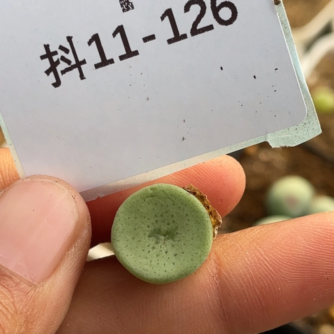 11-126肉锥多肉植物