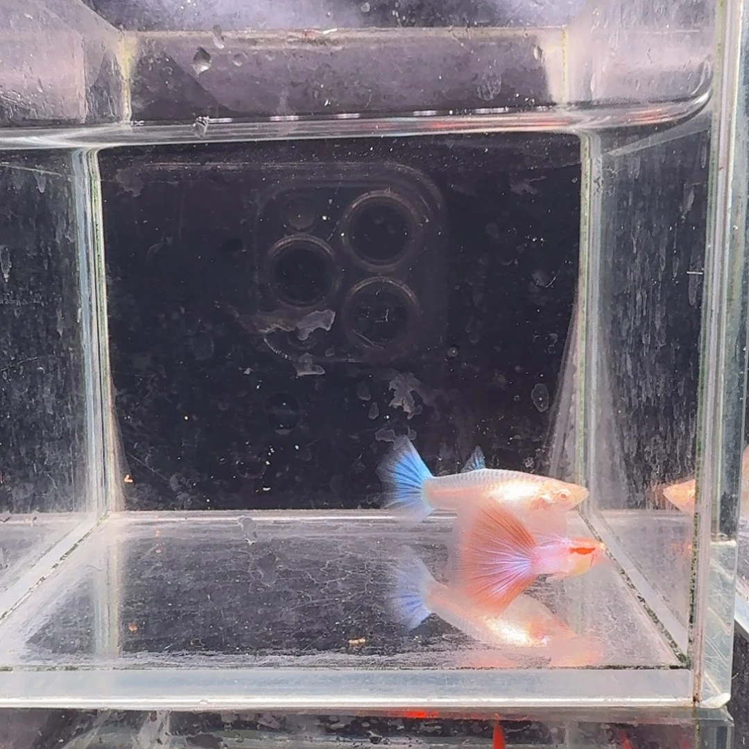 孔雀鱼天使彩虹1对