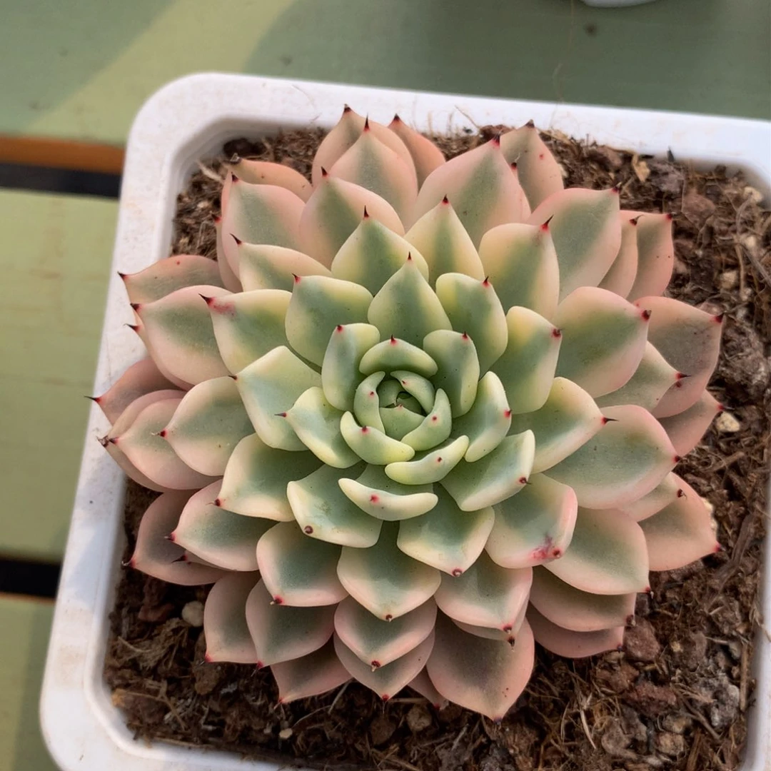 吉尔巴玫瑰锦锦上园艺一物一拍