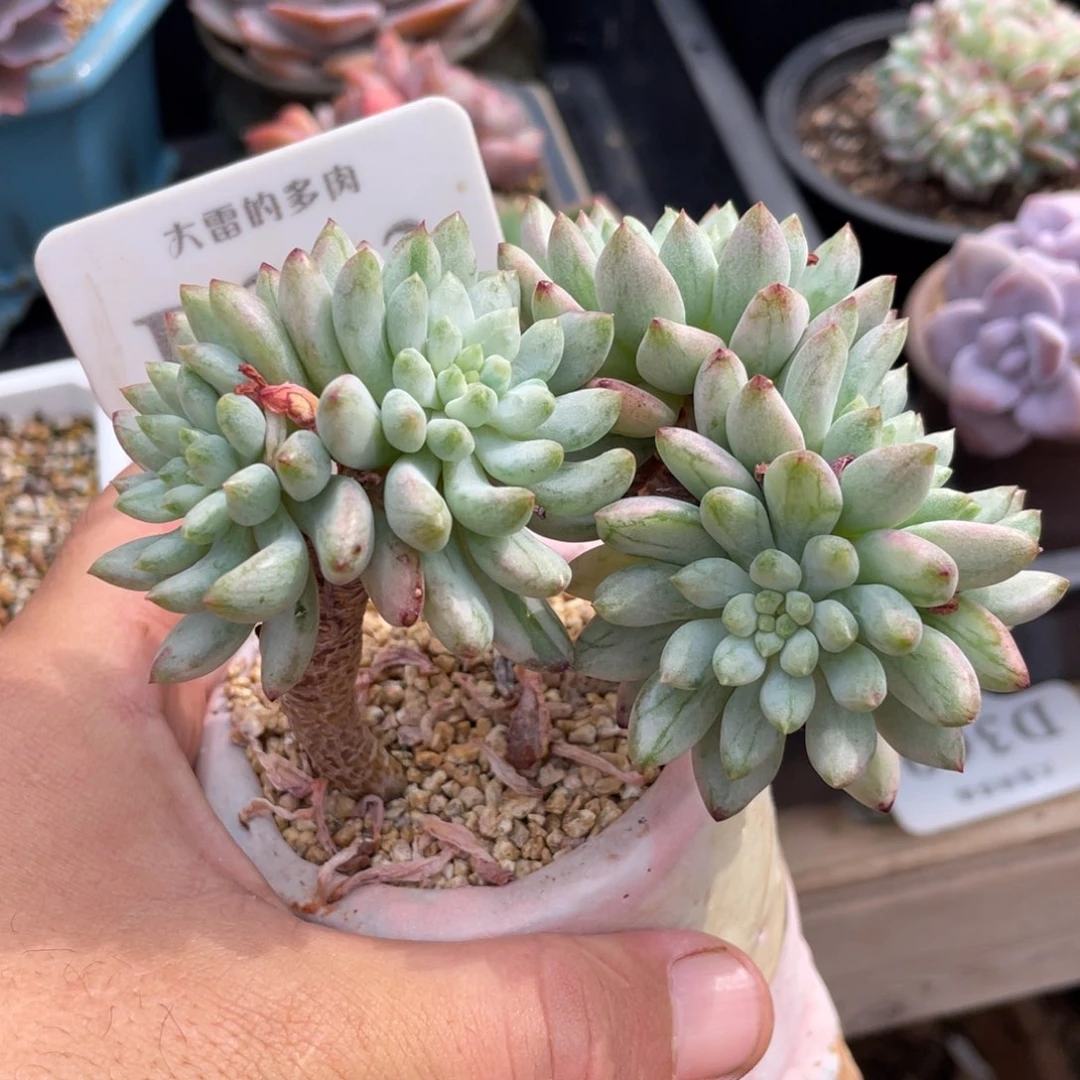 333蓝苹果石化锦不带盆10厘米