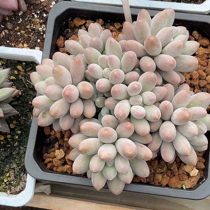 多肉植物汤圆群662