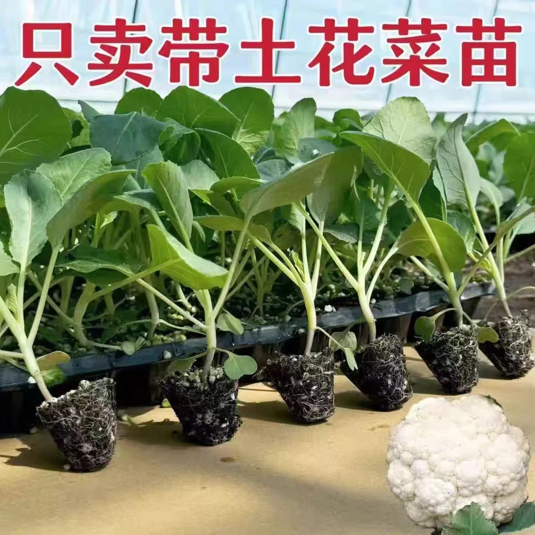 青梗松花菜苗四季可种适合阳台庭院种植的有机花菜种苗