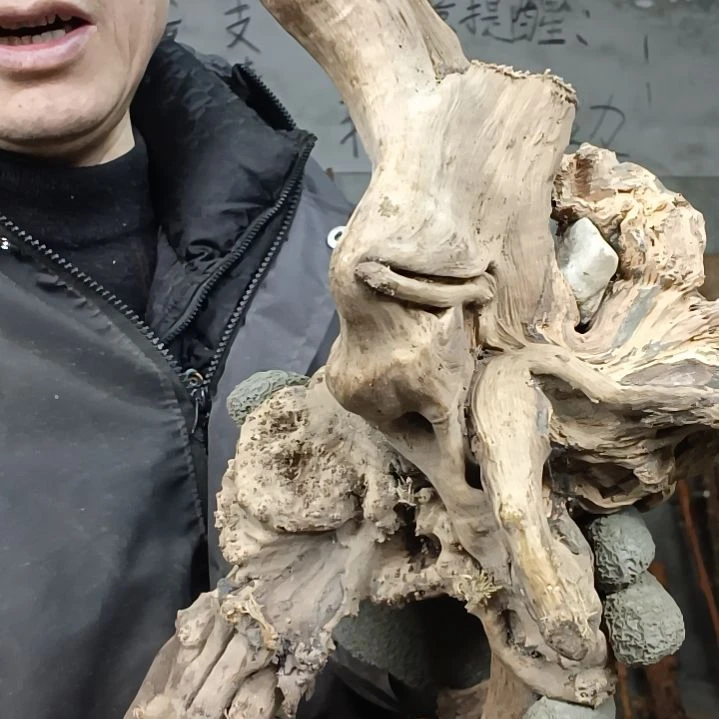 稳定木浮**梦贵州檬子木   铁马鞭   根艺  半成品