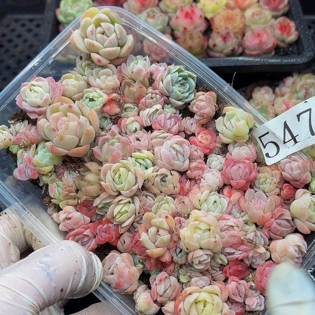 多肉植物多肉植物547