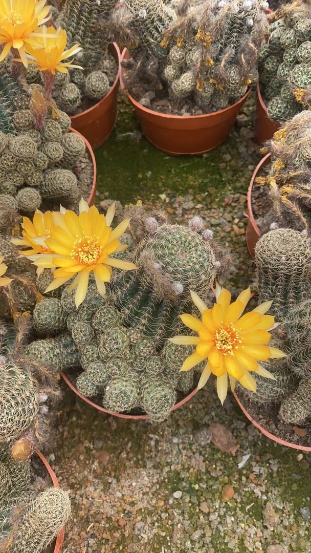 多头辉煌仙人球易开花室内阳台防辐射绿植含盆带土栽好包邮