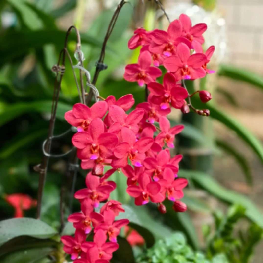 蝴蝶兰稀有高货【佛陀宝藏】1.7宝宝苗无根介意勿拍兰花花卉