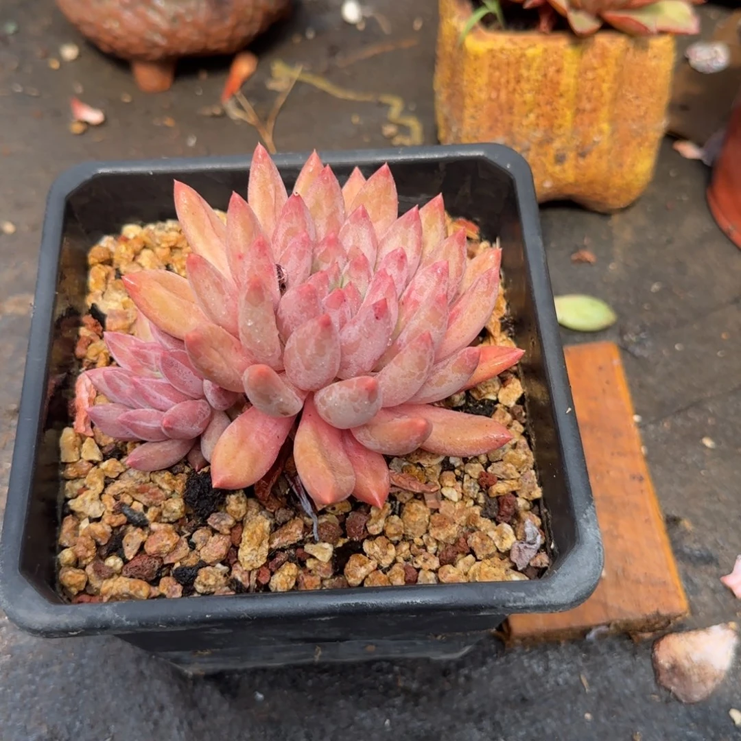 流沙虞美人多肉植物dongxi