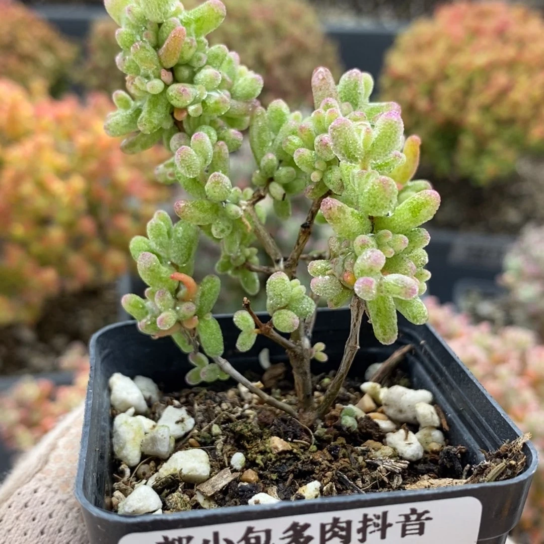 欢****3白虎斑锦5999枝干番杏