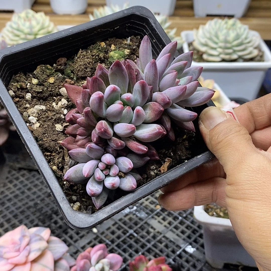 2215 虞美人自然群 需延时发货