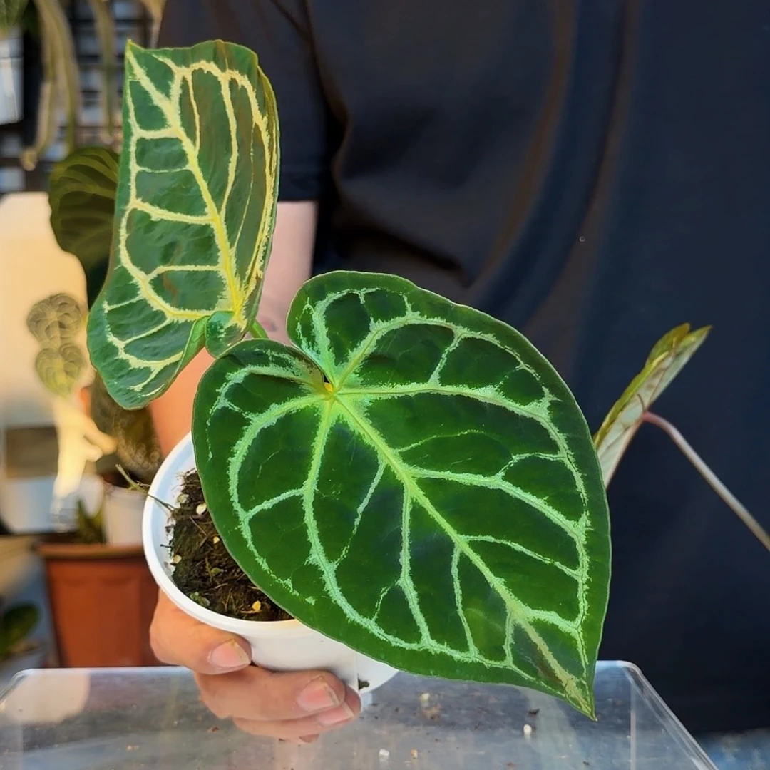 完全开放狂战士杂铜锣烧C196