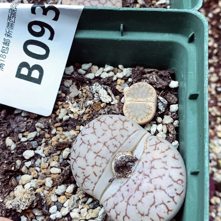 海*我我的小哥哥小姐姐093