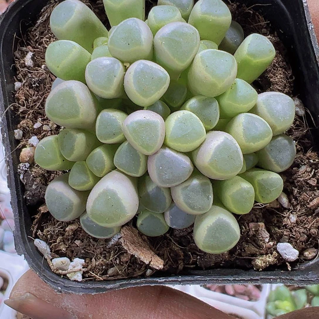 五十铃玉19包邮多肉