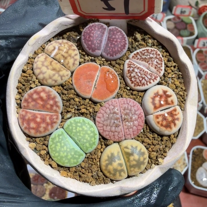 90号 生石花 蛋仔派对