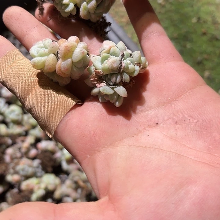 510号到手3颗江北多肉