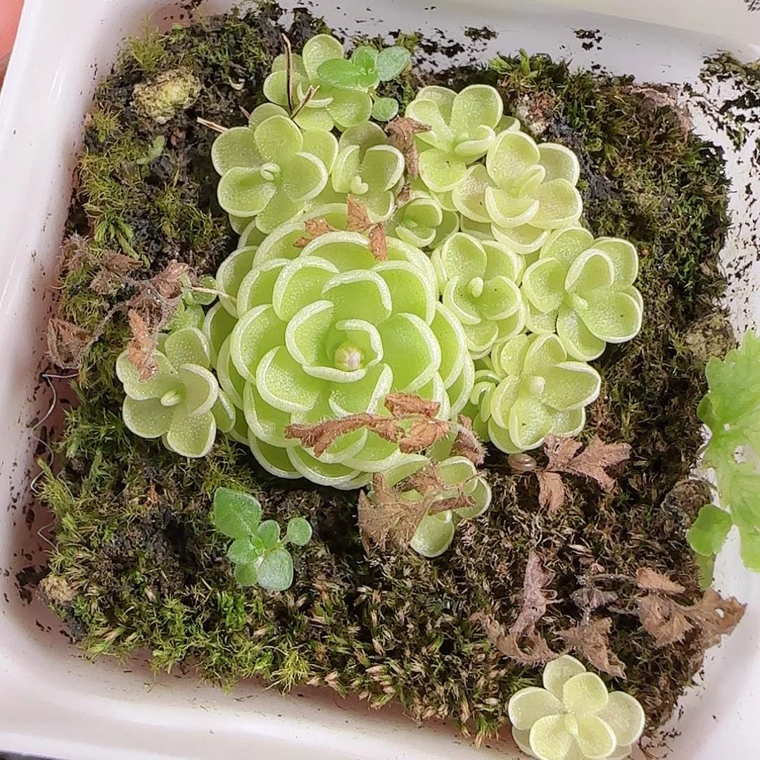 0904---87爱丽丝，