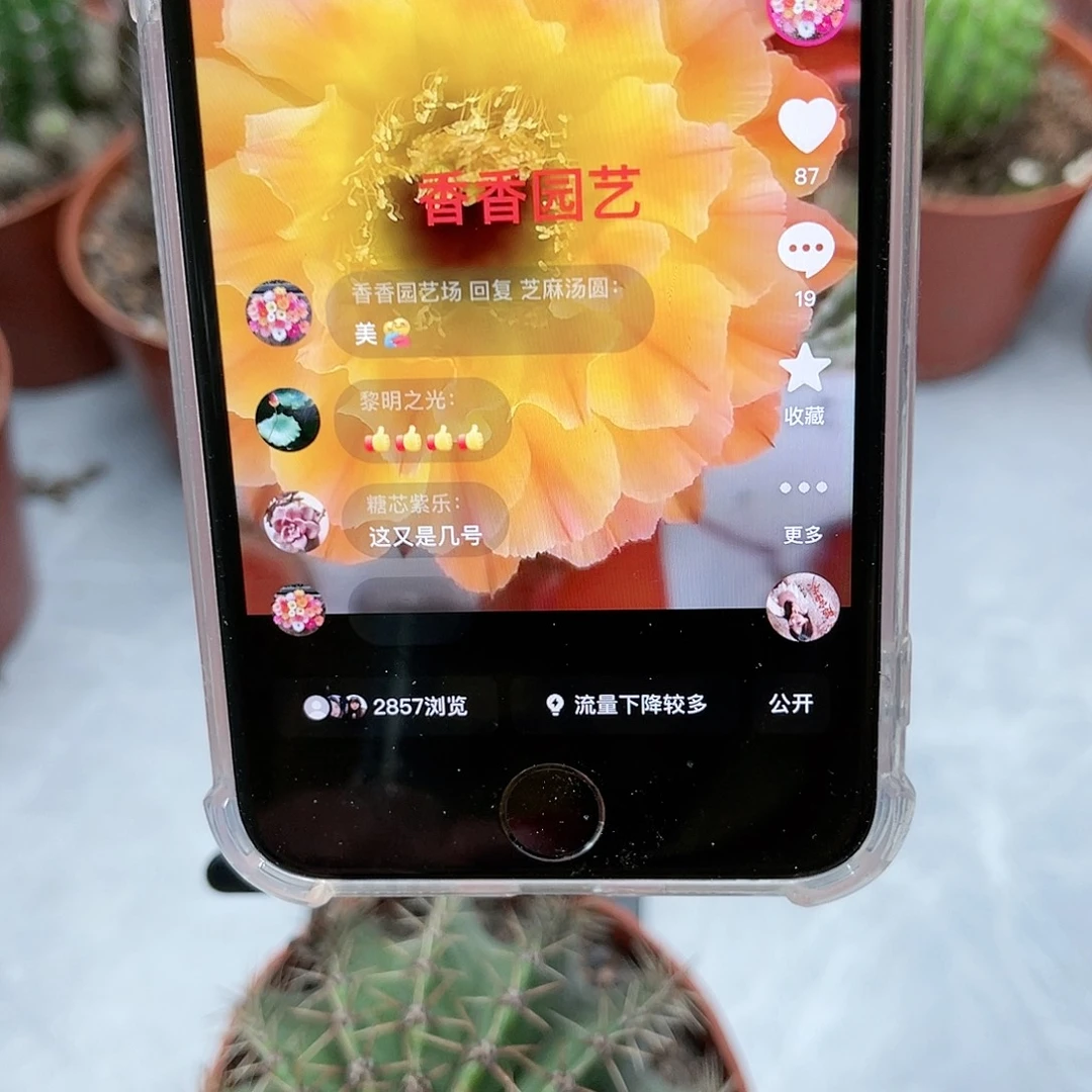 彩草50号7-8公分左右