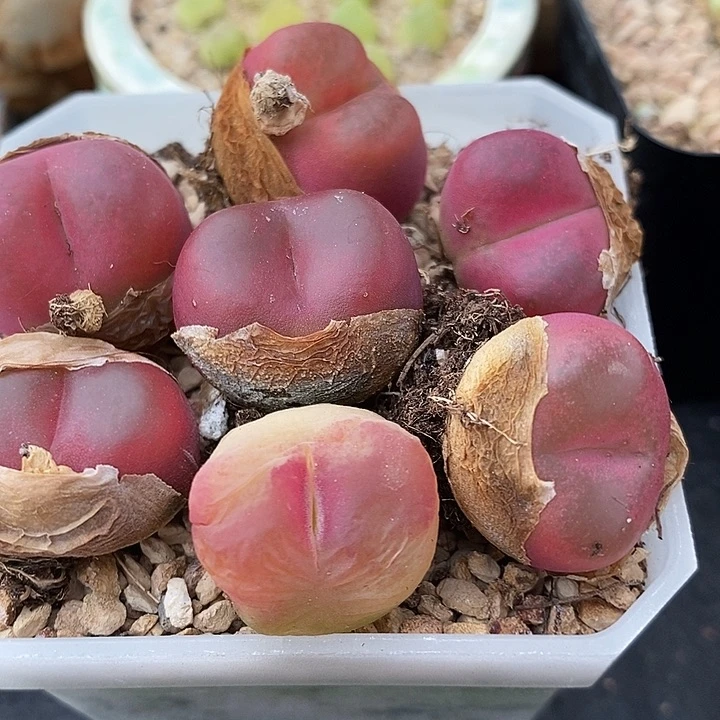 红宝石母本一颗一颗