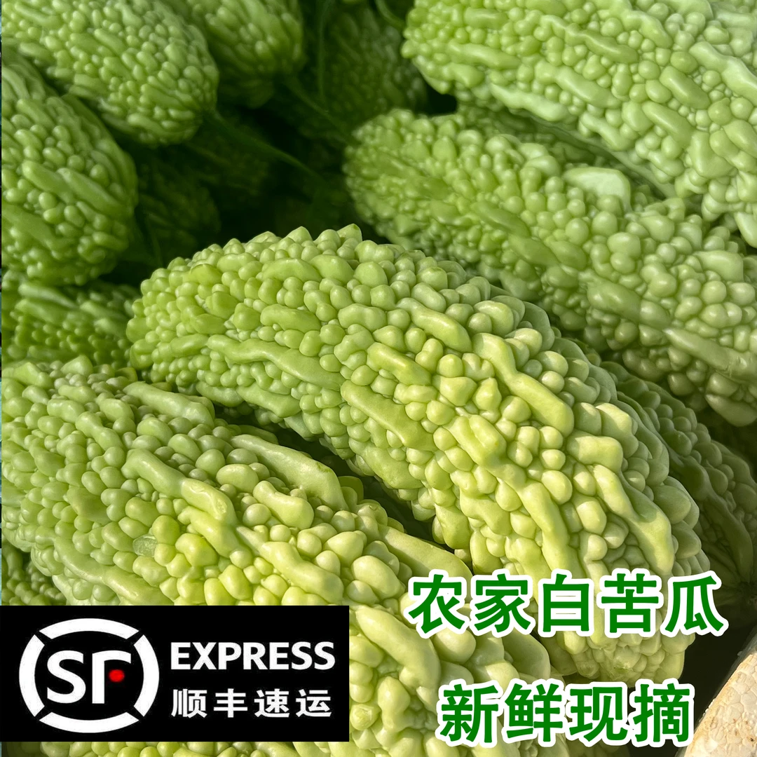 赣南农家种植苦瓜新鲜蔬菜自种当季现摘白米苦瓜