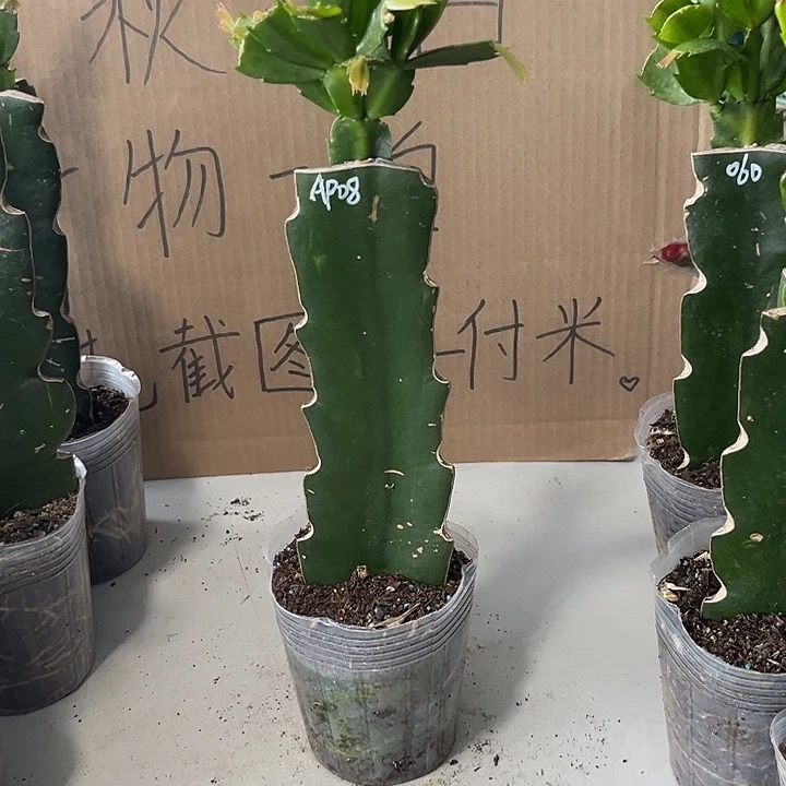****ᶫ当前无花朵，栽培后可花朵ap08