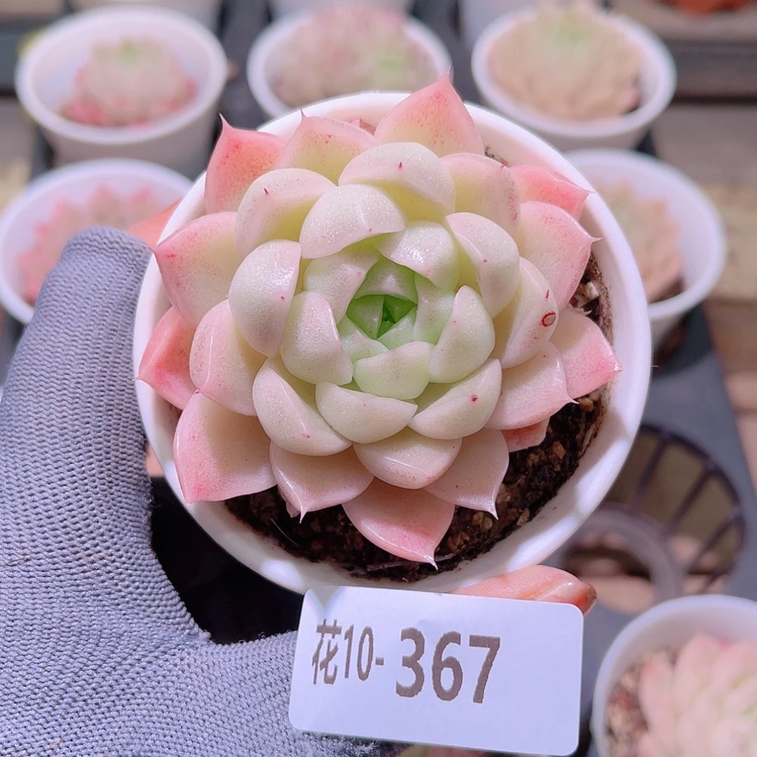 花10-367麦秆微瑕