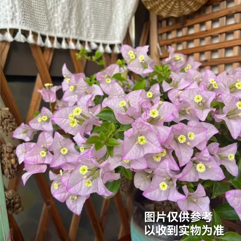 【苹果花】三角梅盆栽四季开花勤花基地直发
