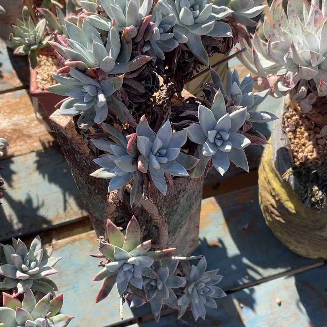 【闪购商品】刘丹白豪造型悬崖装