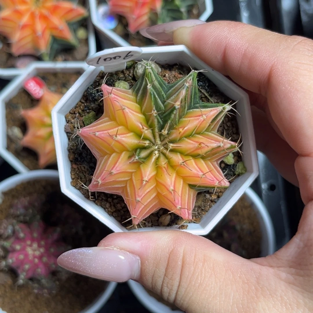1006 带盆土发货 福利