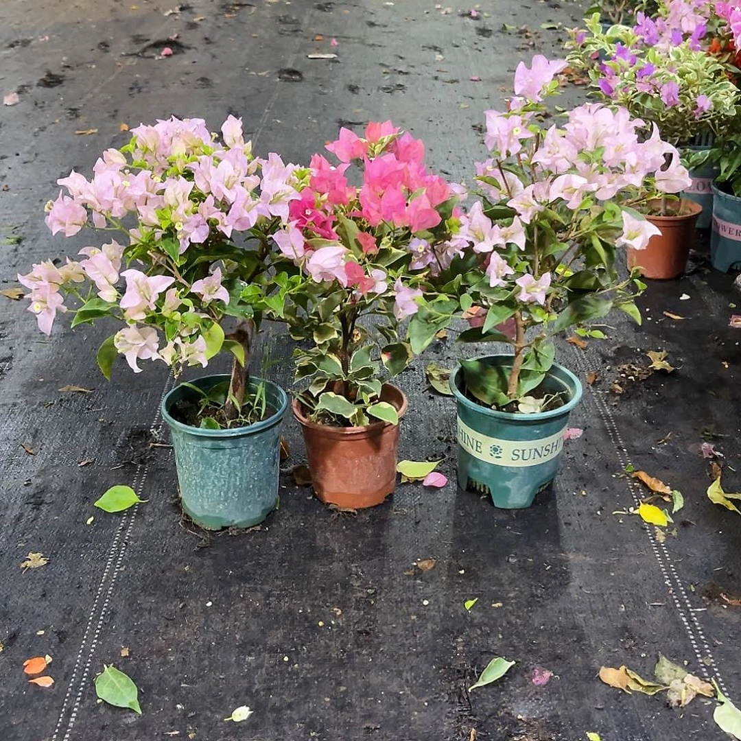 大部分花苞少量开放苹果花，蜡染粉，丽娜