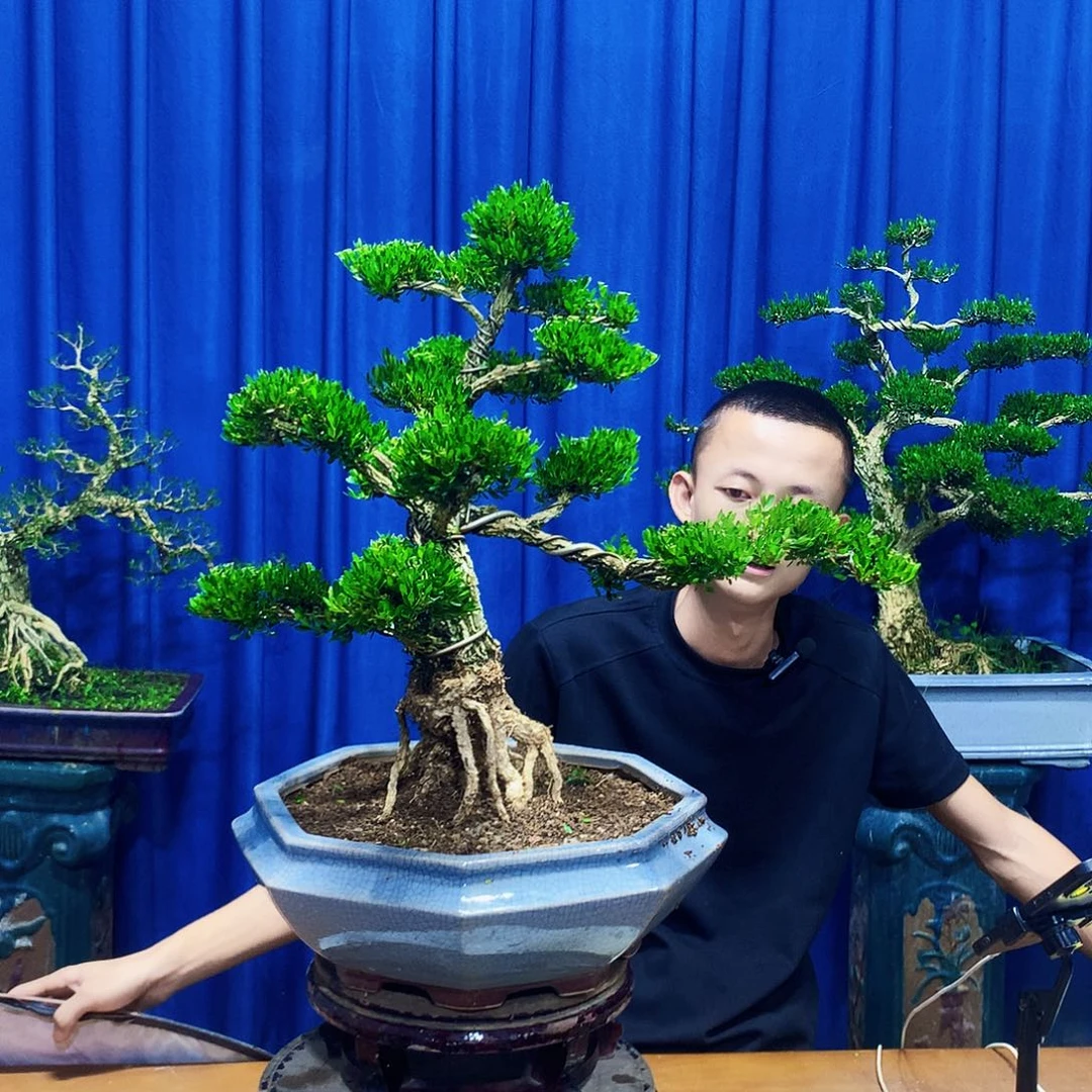 无花朵黄杨盆景一物一拍