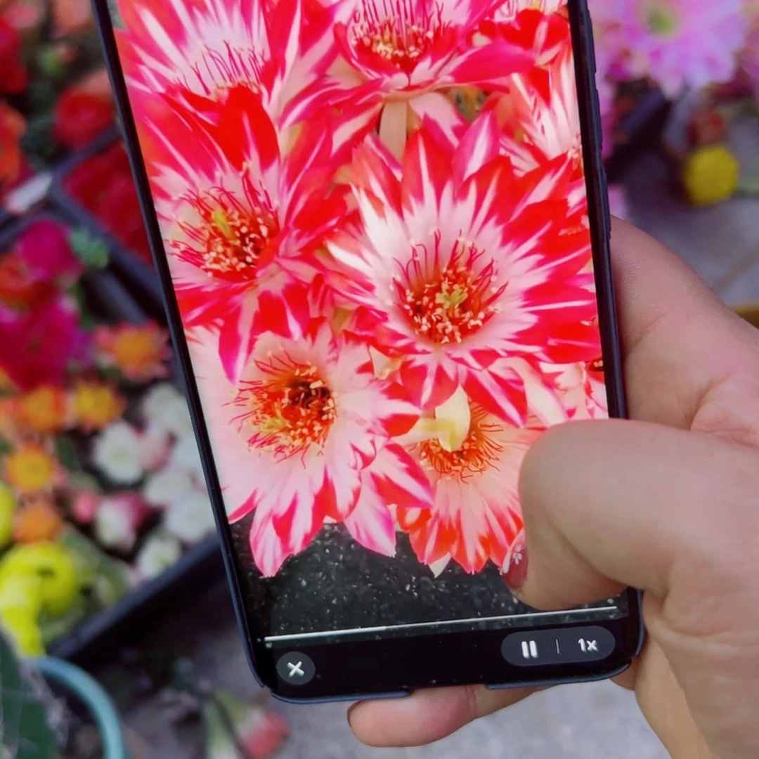 下8丽花蝉衣无根侧芽2一3公分左右20包邮