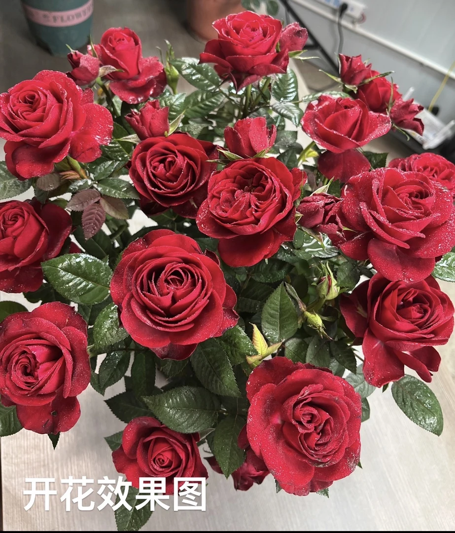 【中国红月季】180盆 阳台庭院盆栽 多季节重复开花