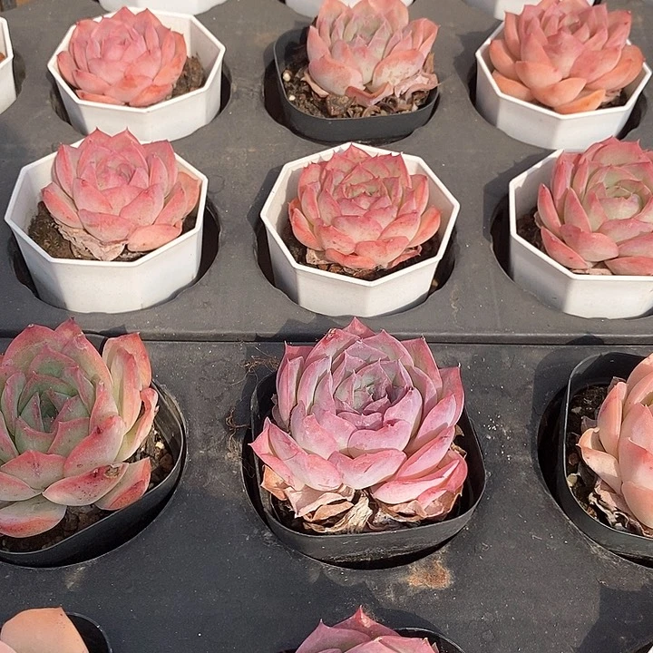 158蜜桃泡泡 福利多多