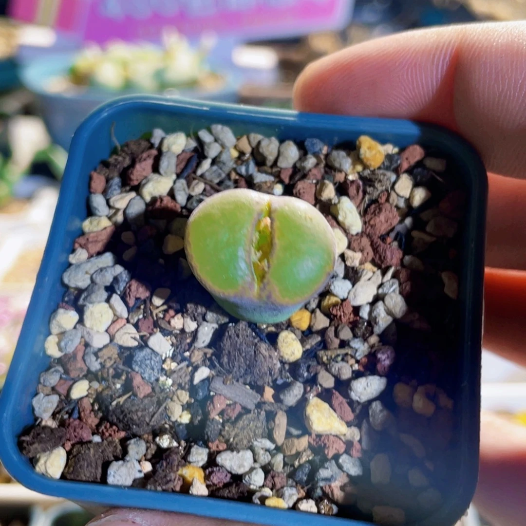 安格尼斯之眼风铃植物一物一拍