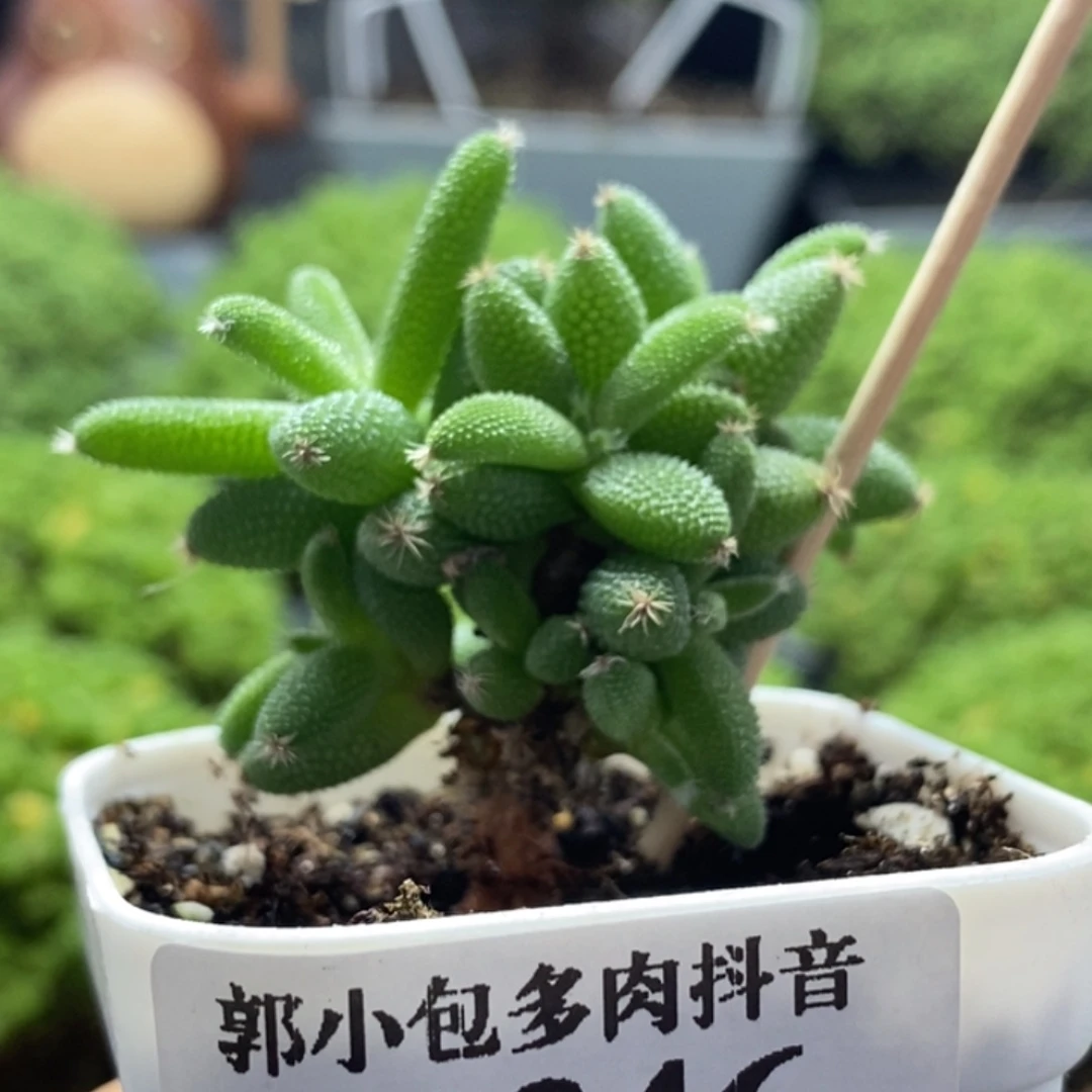 实生玉米8346枝干番杏