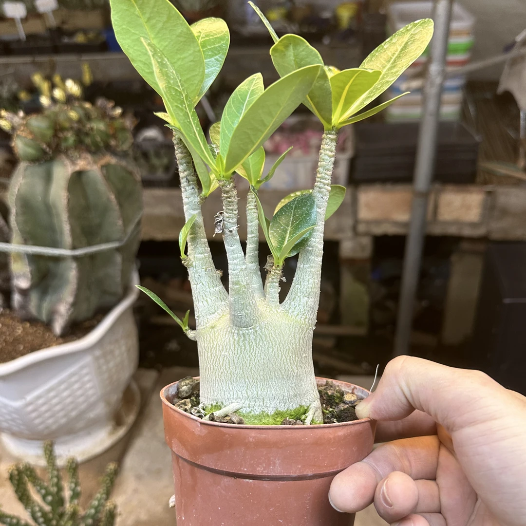 仙人球直播综合哥斯拉沙漠玫瑰