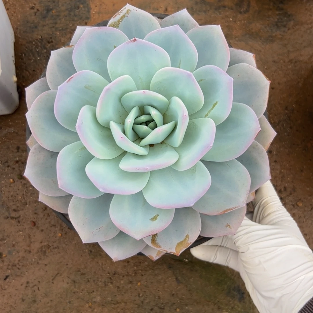 单头奶茶多肉植物