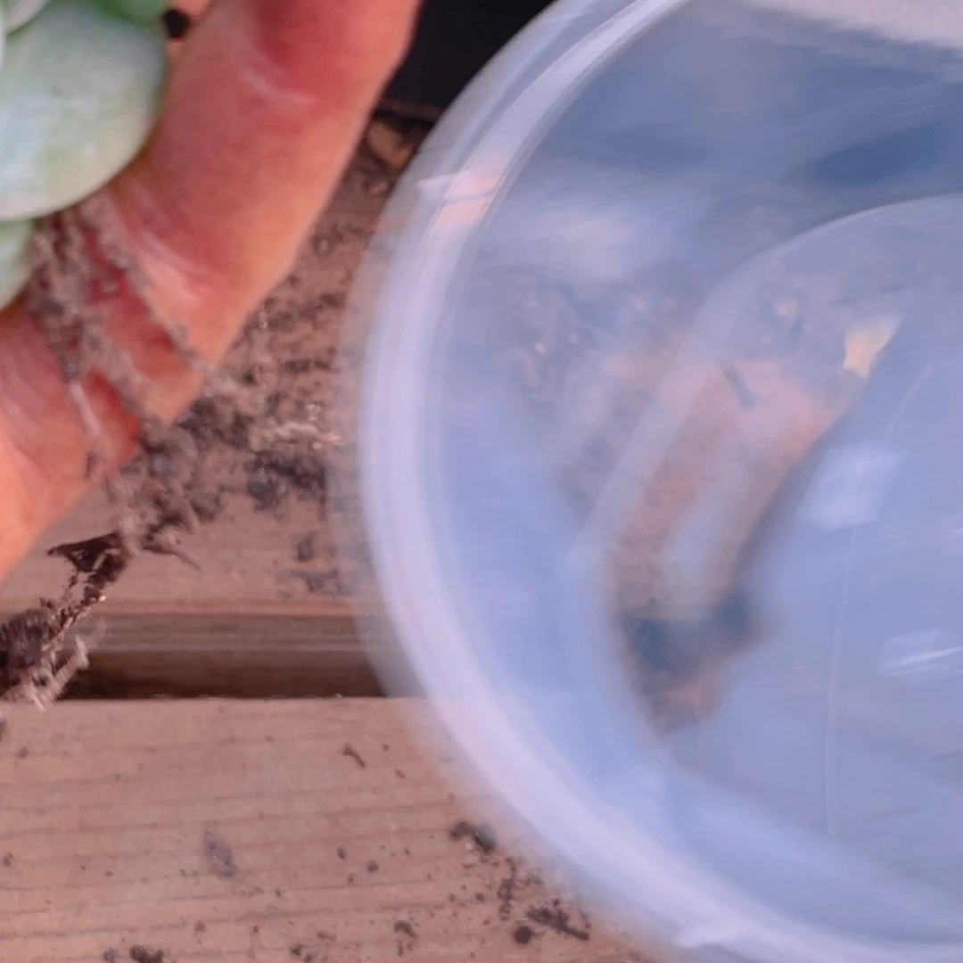 阿***璃多肉植物多肉植物864