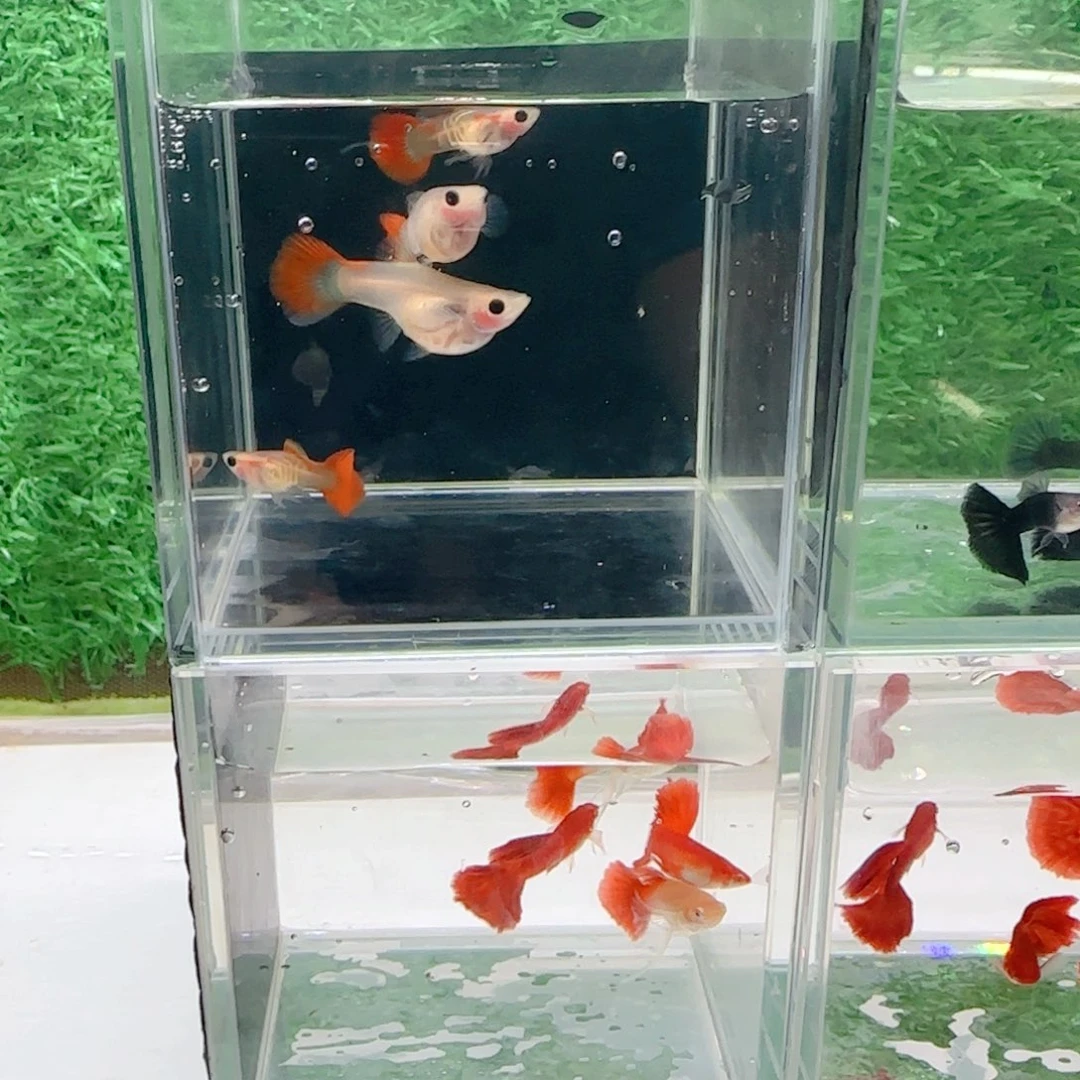 孔雀鱼银河琉璃玻璃猫2对