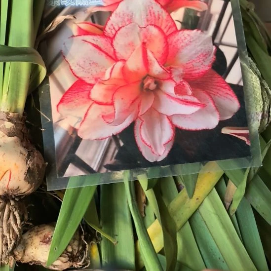 当前无花栽培后可以开花条纹黛丝5厘米裸根球3棵