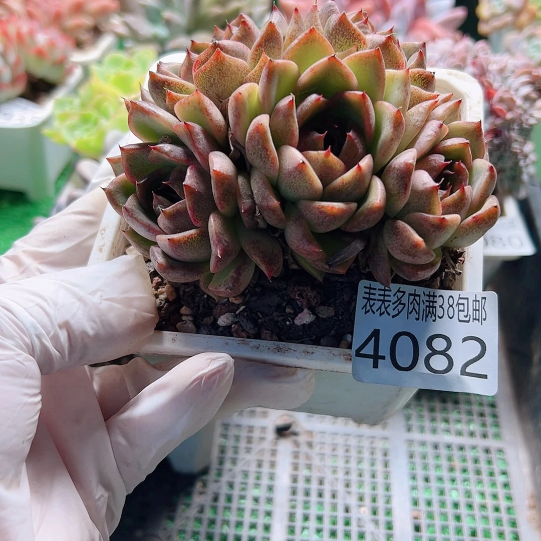 无花朵多肉一物一拍植物4082