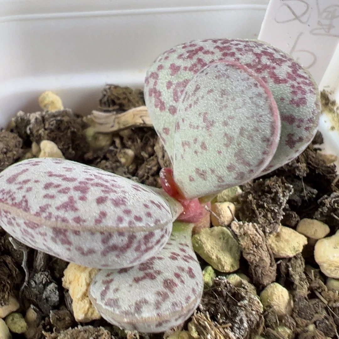 w变量多肉植物水泡