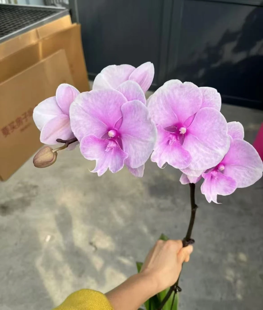 蝴蝶兰【粉迷雾】大舌头系列 大花型  室内花 广州基地直发