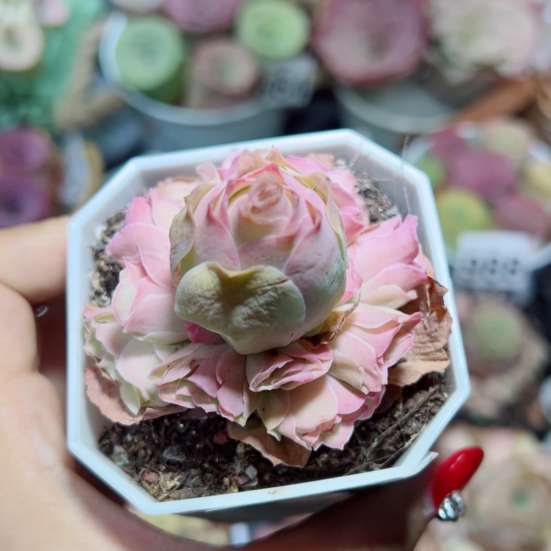 289拂苏手捧花。