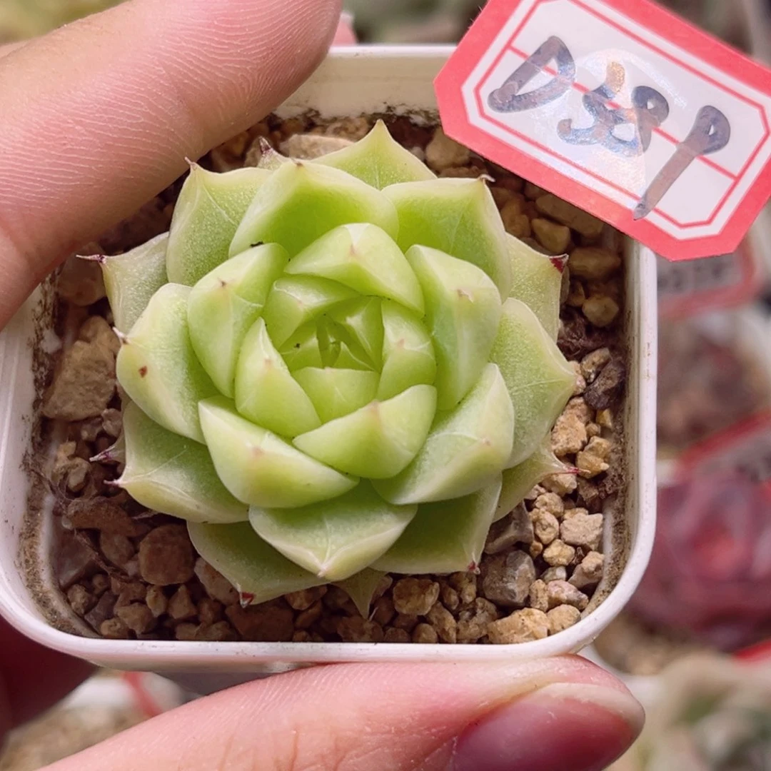 D389 一物一拍 18包邮 水冰月
