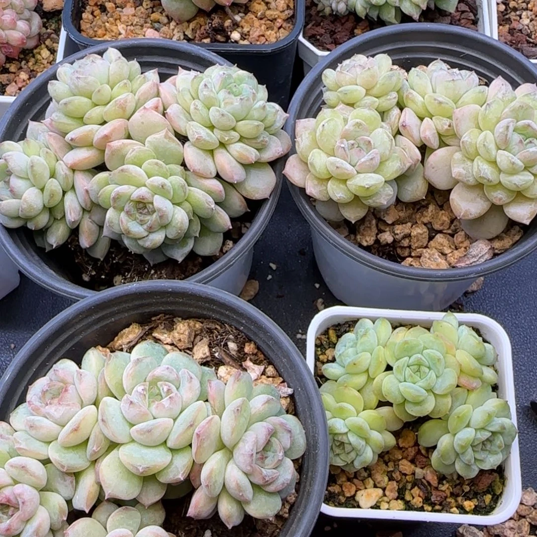 @***g【满29包邮非偏远】四颗老桩群