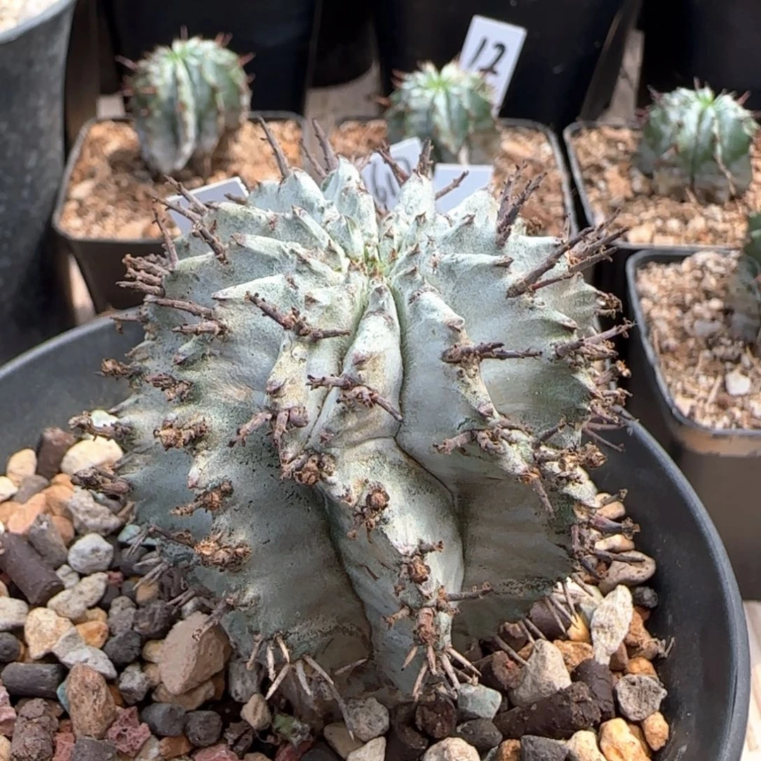 17脱土发 太白肌白衣